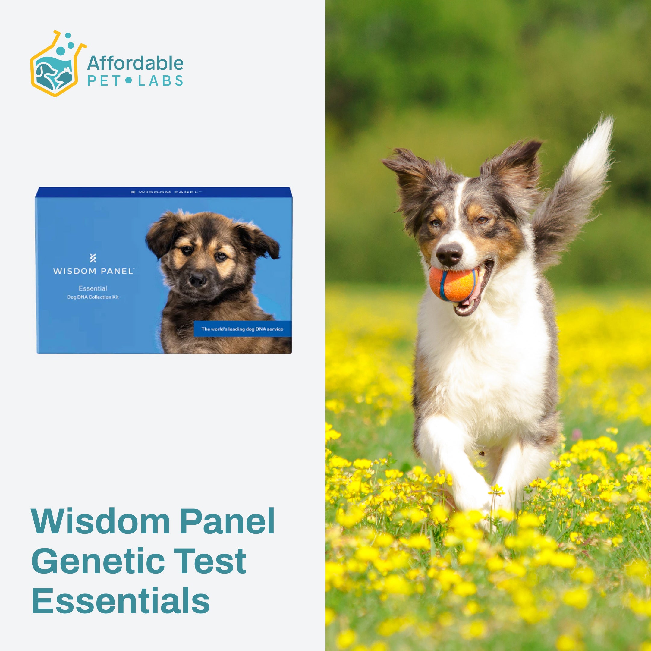 Easy Home Kit: Affordable Pet Labs with Wisdom Panel Genetic Test Essentials For Dogs