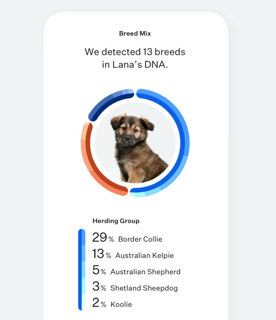Genetic Diagnostic Test For Puppies