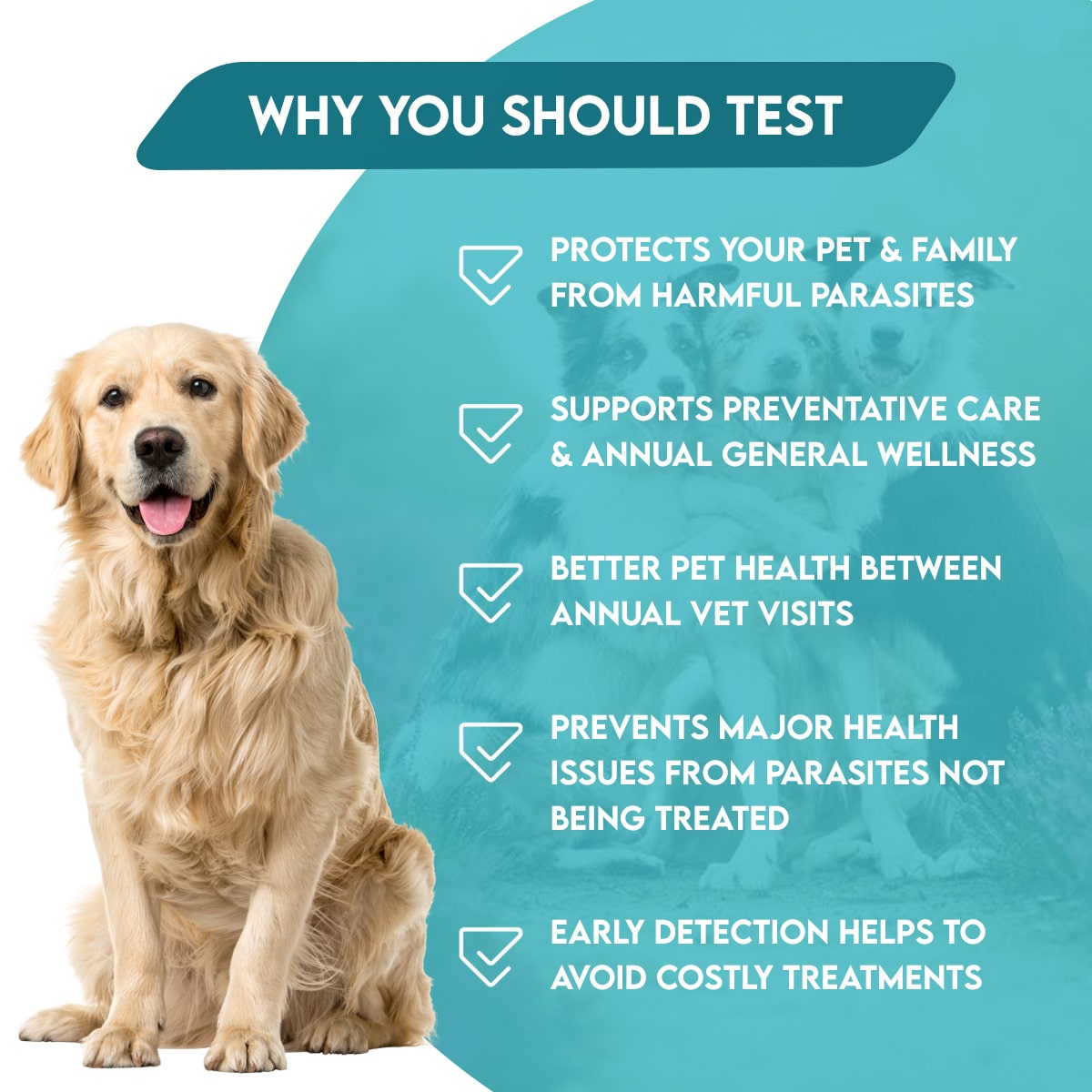 Total Fecal Tests Plus Giardia For Cats